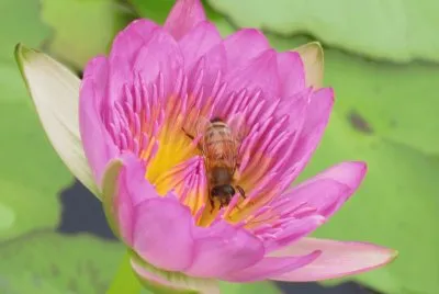 è“®èŠ±