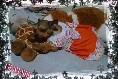 vestido anaranjado jigsaw puzzle