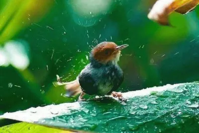 POLLUELO BAÃ‘ÃNDOSE