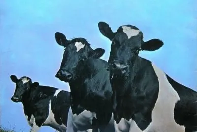 פאזל של FLOYD COWS