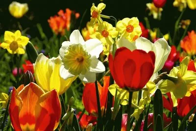 Flores