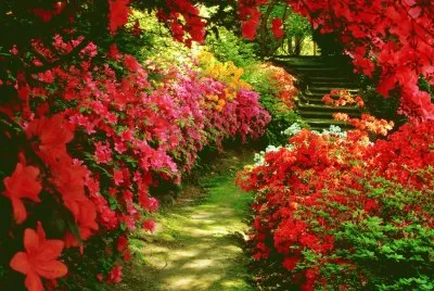 Jardim em Vermelho