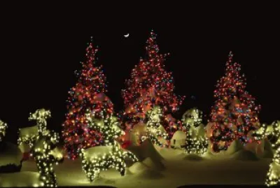 lights and trees
