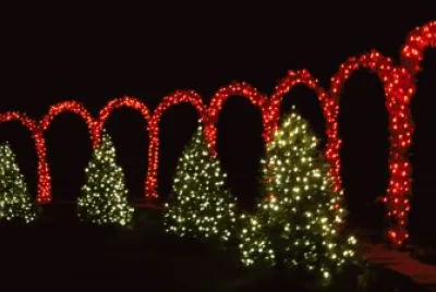 lights and trees