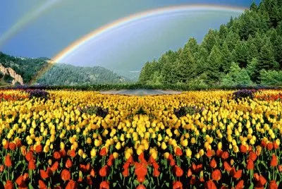 Tulips
