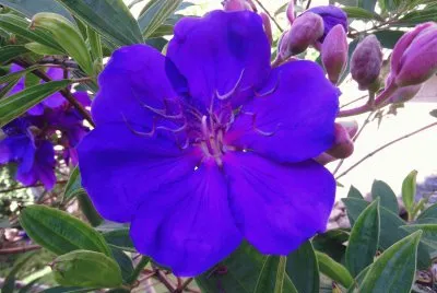 èŠ±
