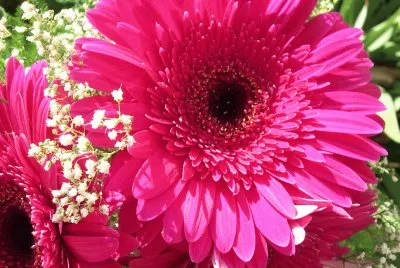 Gerbera grande