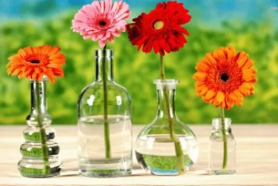 Gerberas em vasos