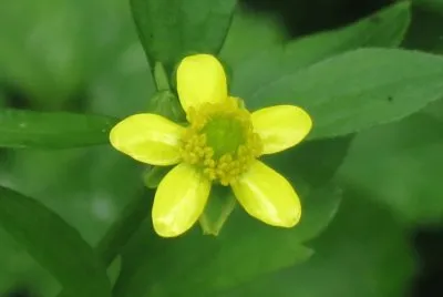é»ƒè‰²å°èŠ±