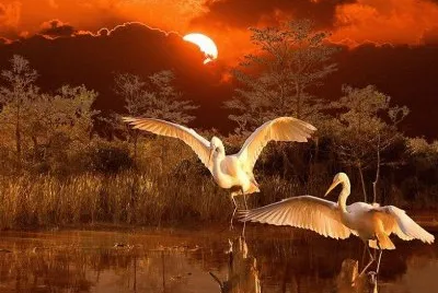 Garças ao  por do Sol