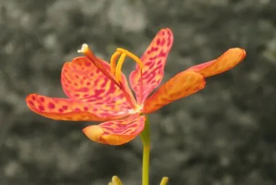 èŠ±