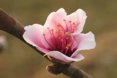 æ¡ƒèŠ±