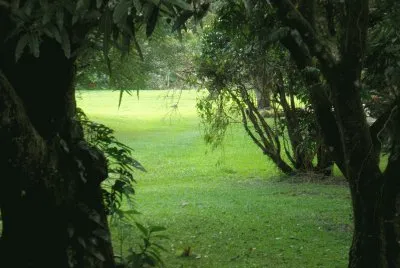 verde naturaleza
