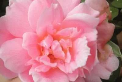 clavel