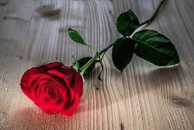 rose jigsaw puzzle