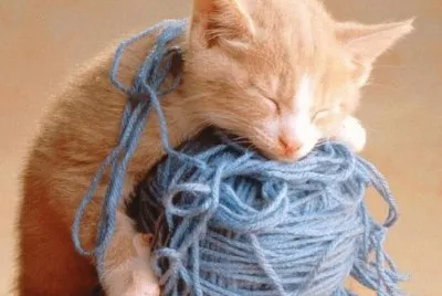 siesta