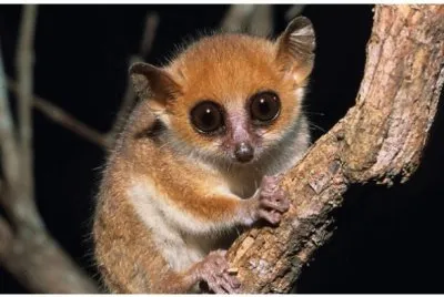 lemur