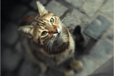 gatito