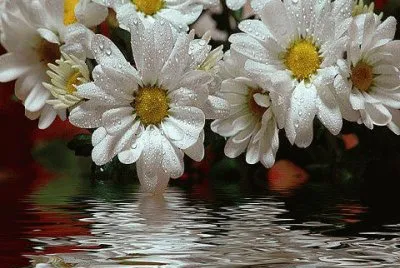 flores jigsaw puzzle