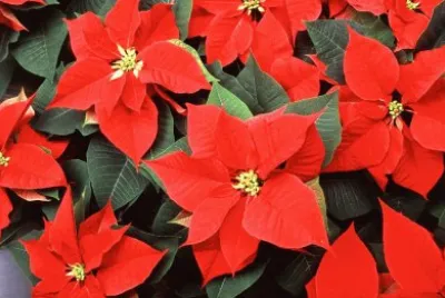 navidad