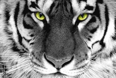 tiger jigsaw puzzle
