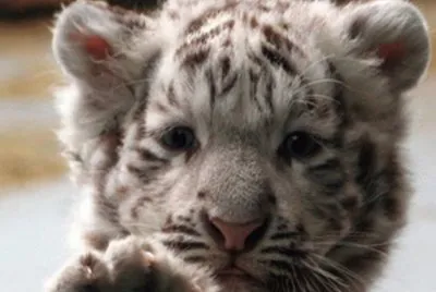 prrrrrrrr