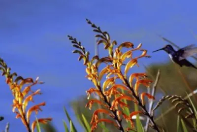 colibri