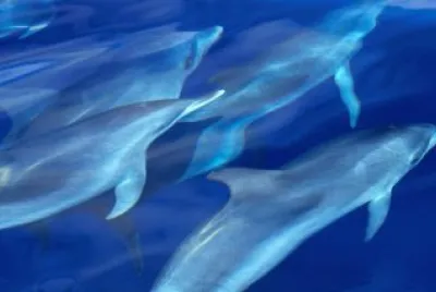 delfines
