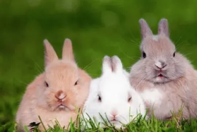 conejitos
