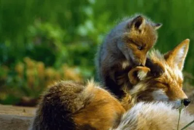 zorrito