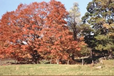 autumn 2 jigsaw puzzle
