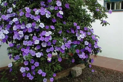 ManacÃ¡ da Serra no Jardim