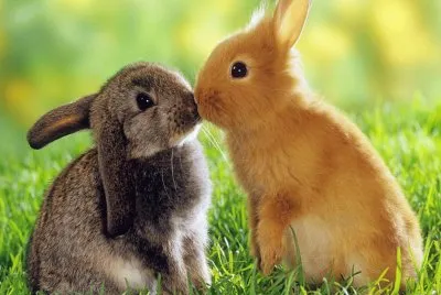 conejos