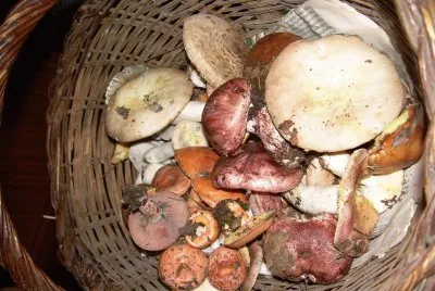 Bolets