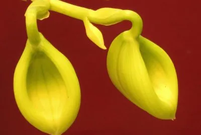 è˜­èŠ±