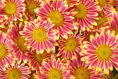 èŠèŠ±