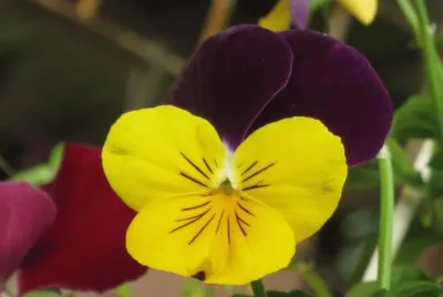 èŠ±