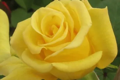 Rose jigsaw puzzle