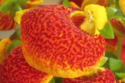 èŠ± jigsaw puzzle
