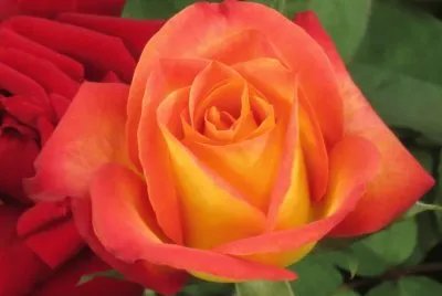 rose jigsaw puzzle