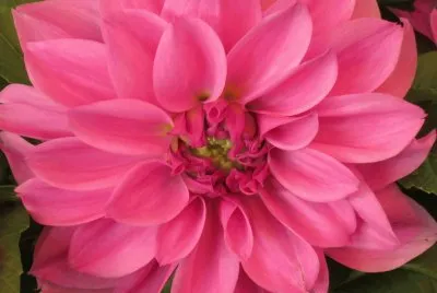 lily