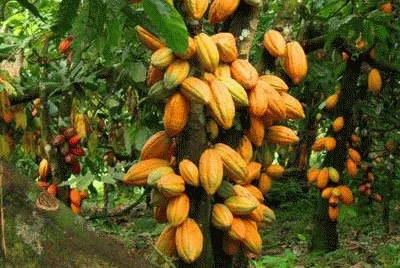 Cacau - Bahia - Brasil