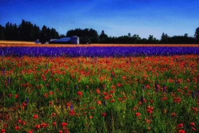 Flowery Farm Field-Portland