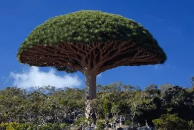 Arvore Exotica  - Yemen