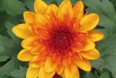 èŠèŠ±