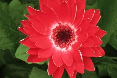 èŠèŠ±
