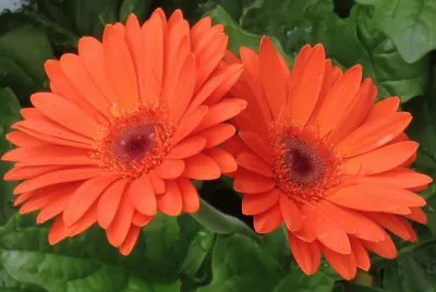 å¤ªé™½èŠ±