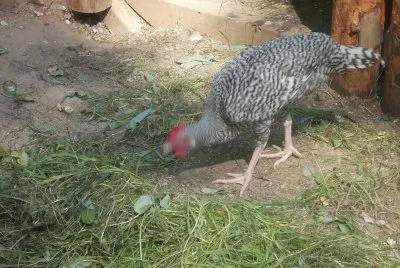 huhn