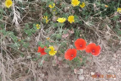Flores Silvestres