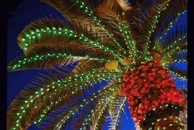 Christmas Palm Tree